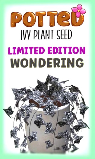 Potted: Ivy Plant Seed: LE Wondering