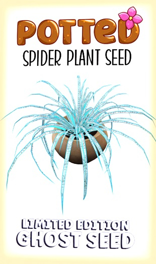 Potted: Spider Plant Seed: Limited Edition Ghost Leaf