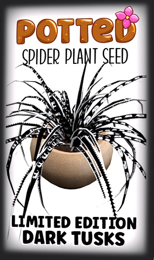 Potted: Spider Plant Seed: LE Dark Tusks