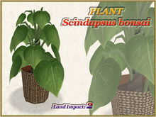 PLANT - Scindapsus bonsai (2 LI) (Full perm)
