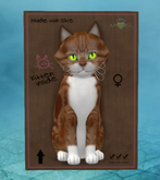 American Shorthair - Red & White Tabb - Lime eyes