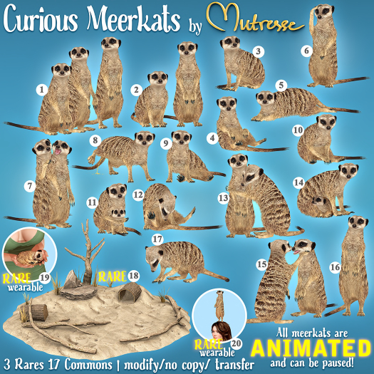 13. Mutresse-Curious Meerkats
