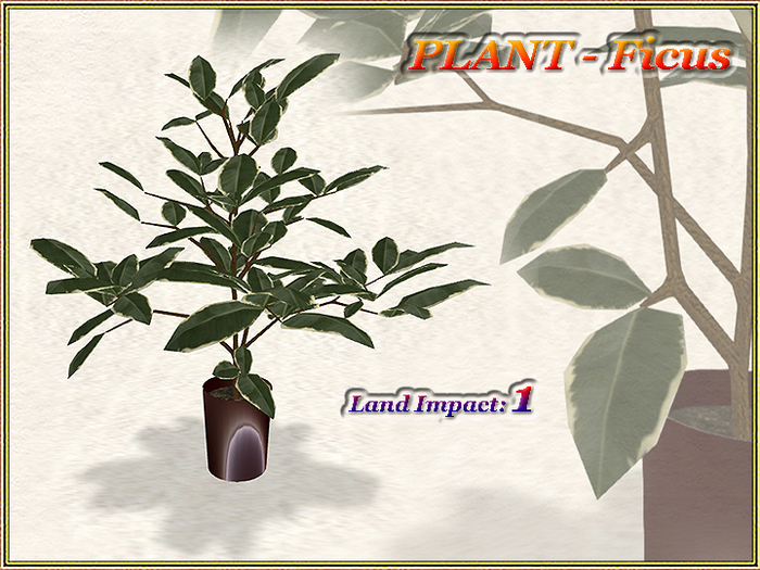 PLANT - Ficus (1 LI) (Full perm)