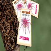 Potted: Spider Plant Seed: Speedway