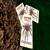 Potted: Spider Plant Seed: Diamondback