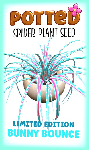 Potted: Spider Plant Seed: LE Bunny Bounce