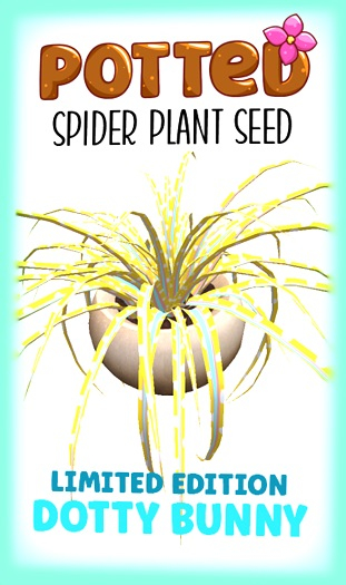 Potted: Spider Plant Seed: LE Dotty Bunny