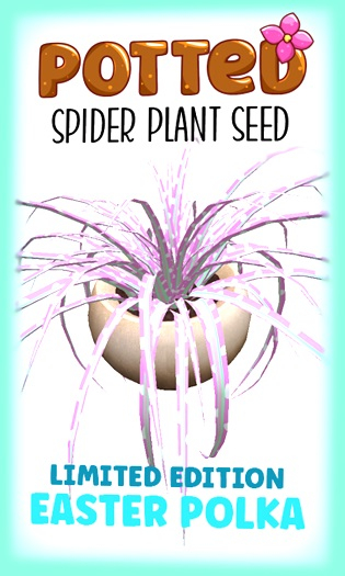 Potted: Spider Plant Seed: LE Easter Polka