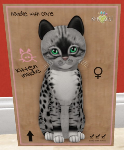 KittyCatS Box - New Born Kitten