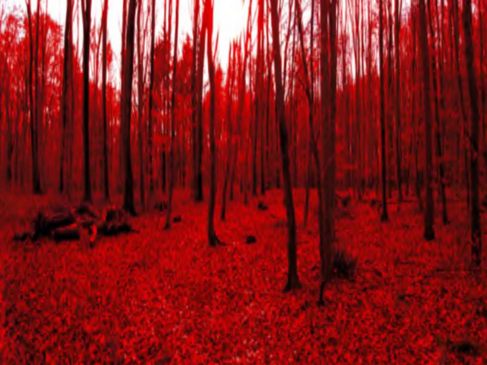 Blood Forest Texture