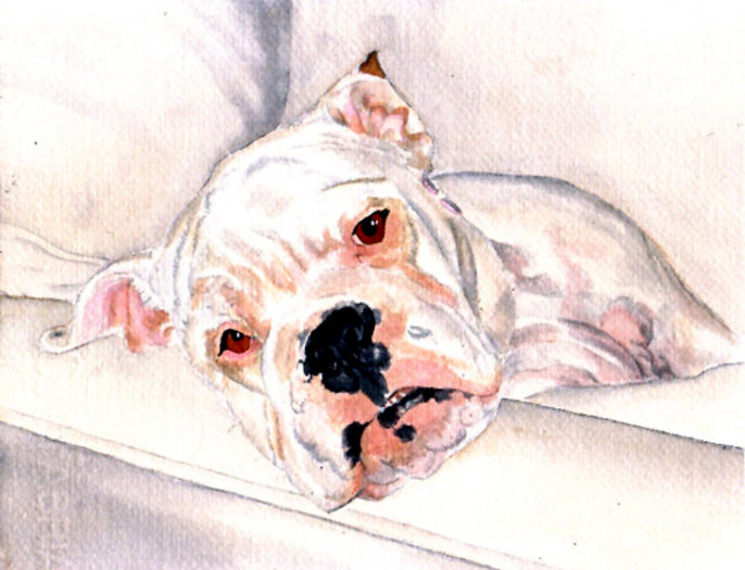 White Bulldog - modifiable