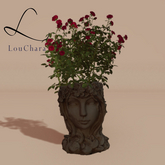 LouChara Ophelia Potted Rose 