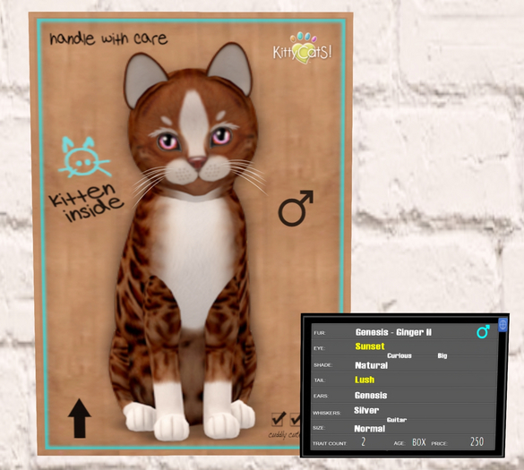 KittyCatS Box - Genesis - Ginger II 2T