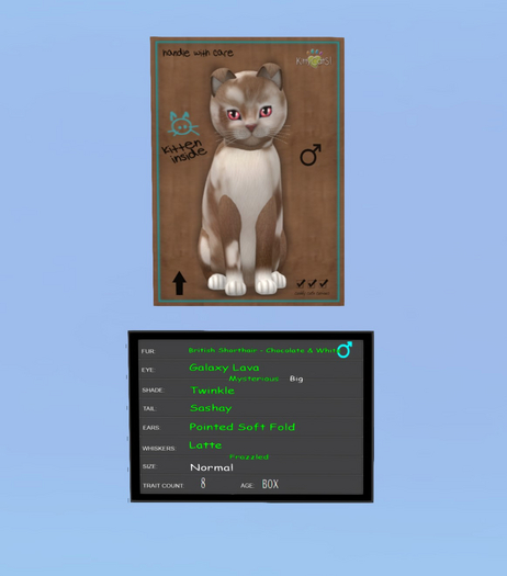 British Shorthair - Chocolate & White 8T Boy! - KittyCatS Box - New Born Kitten 