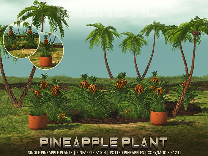Magnetic - Pineapple Plant