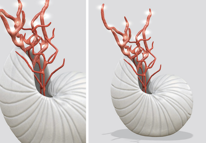 Dahlia - Fathoms - Shell In Vase - Coral