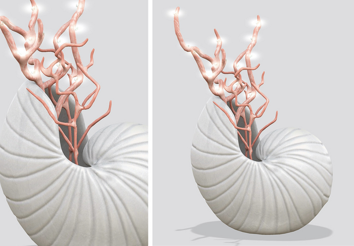 Dahlia - Fathoms - Shell In Vase - Blush