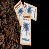 Potted: Spider Plant Seed: Ironclad