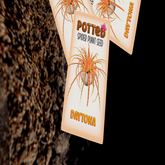 Potted: Spider Plant Seed: Daytona