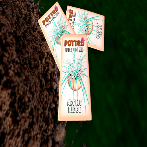 Potted: Spider Plant Seed: Arctic Ridge