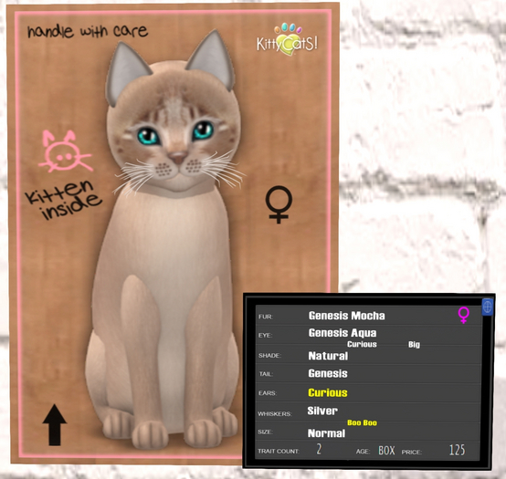 KittyCatS Box - Genesis - Mocha 2T