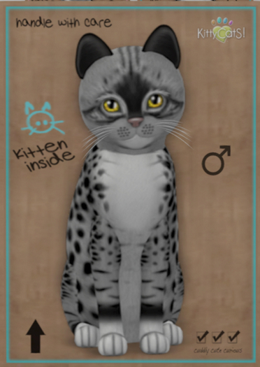 KittyCatS Box - New Born Kitten