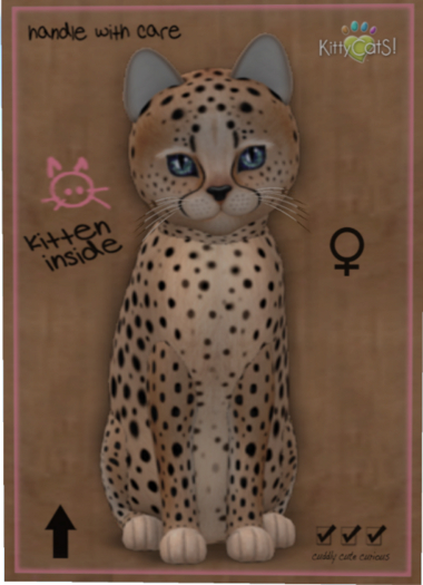 KittyCatS Box - Cheetah! - Au Natural