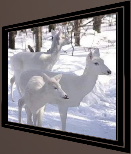 Snow Deer
