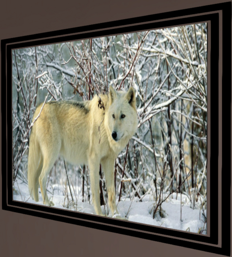 snowy white wolf