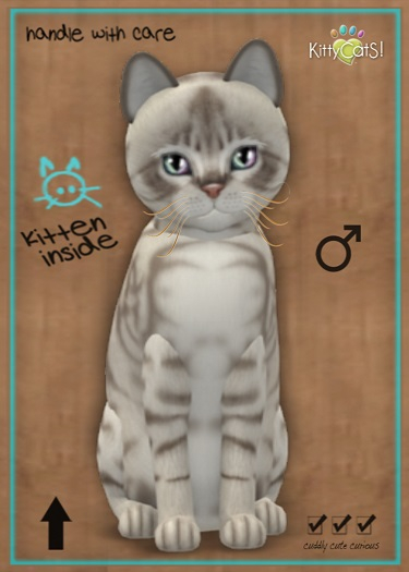 MEGAPUSS: KittyCatS Box - Australian Mist - Blue Marble - MegaPuss