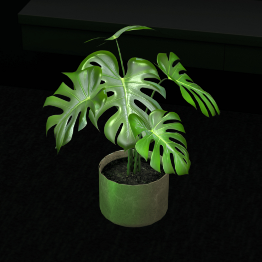 Monstera Plant Potted
