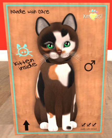 KittyCatS Box - New Born Kitten