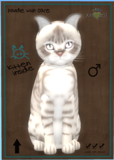 KittyCatS Box - Australian Mist - Blue Marble