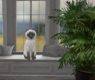 KittyCats-Perma Pet-Retired-Fur: Siamese - Blue-Size Normal-Boy