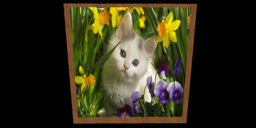White Kitten