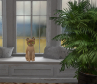 KittyCatS-Fur: Burmese - Flame-Size: Normal-Boy