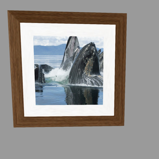 Humpback Whales