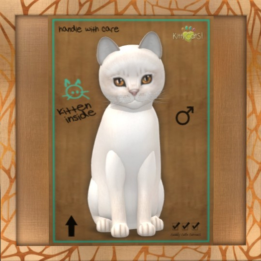 Fur: Abyssinian - Creme ♂