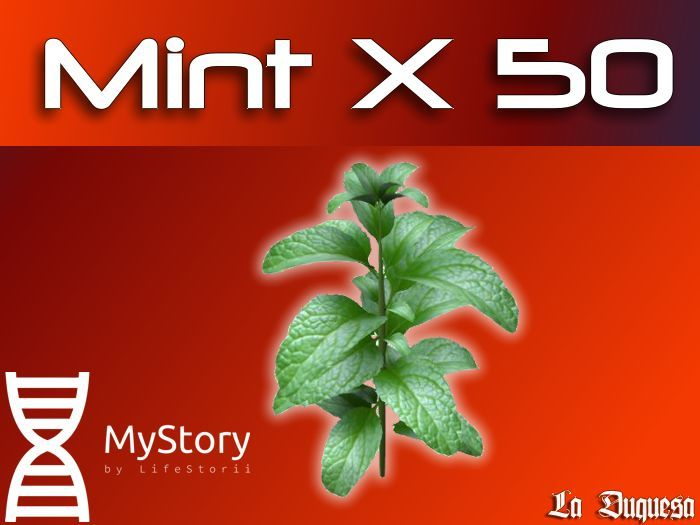 Mint x 50 - [MyStory]