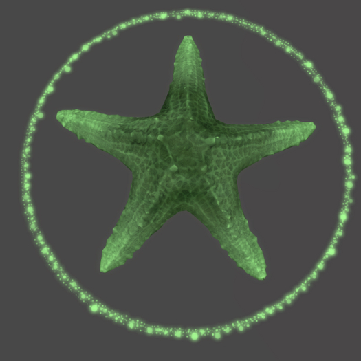 Starfish papillon Tier 1 Tiny/Dull Mellow Type-B