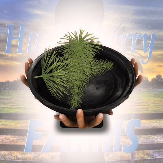 DFS HW Wormwood