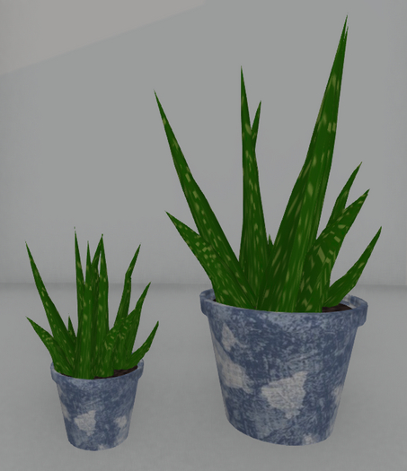 Aloe Plants