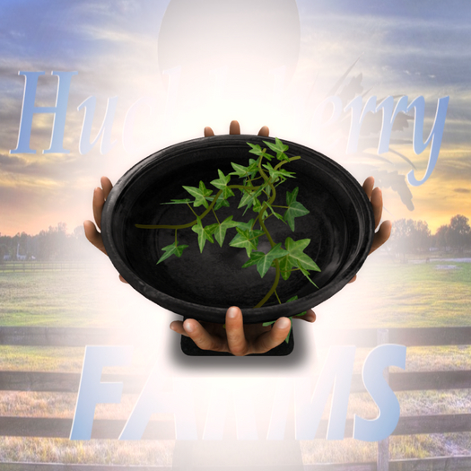 DFS HW Poison Ivy