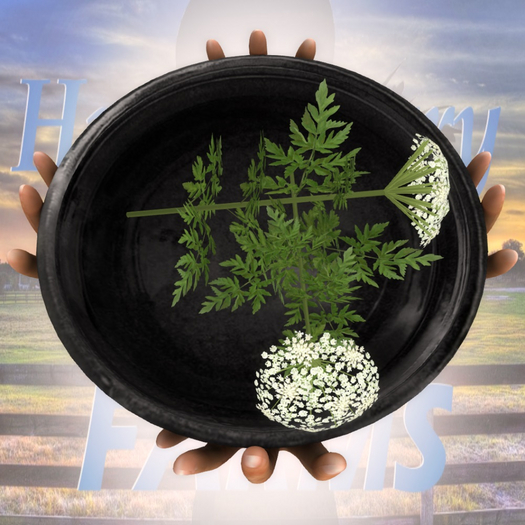 DFS HW Hemlock