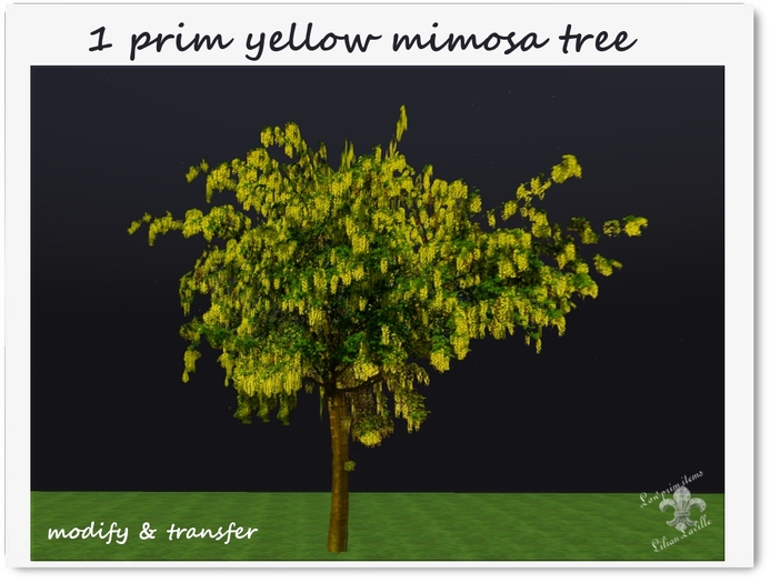 1 prim yellow mimosa tree-MT