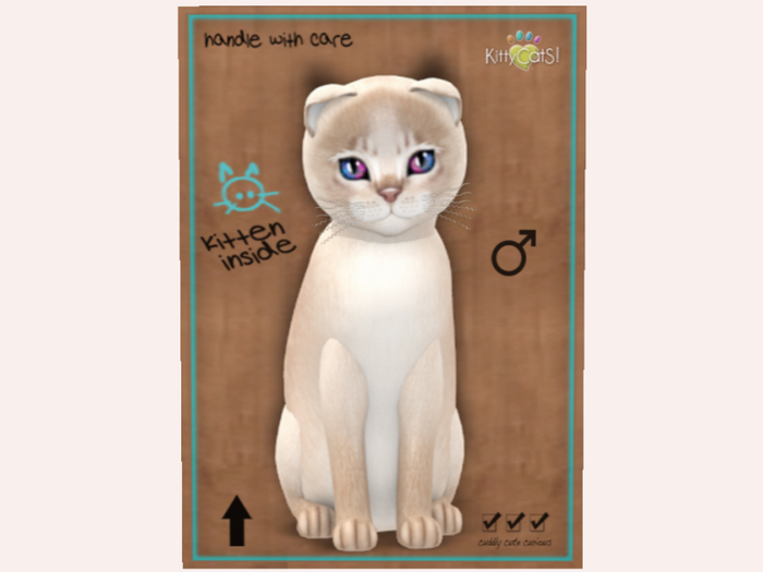 NBK 9T M Abyssinian - Lilac, Serendipity Glow