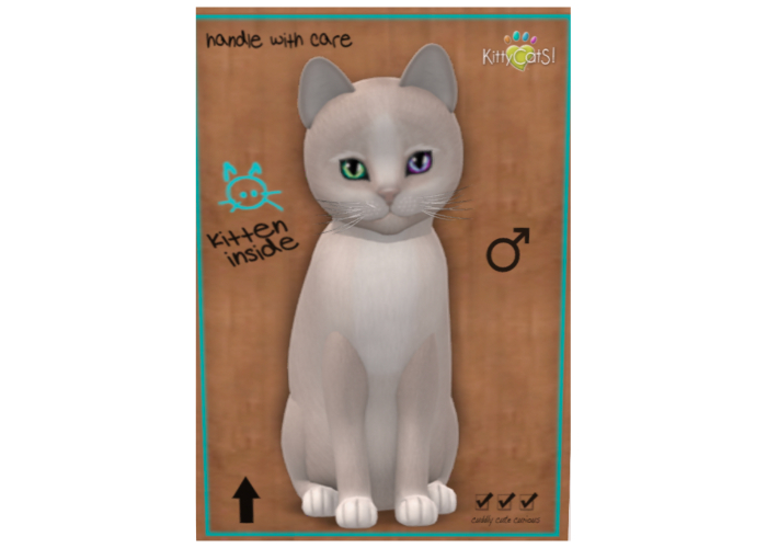 KittyCatS Box - New Born Kitten