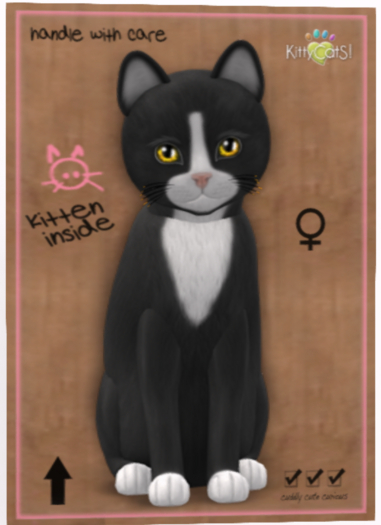 KittyCatS Box - New Born Kitten