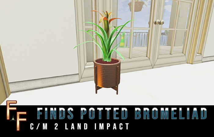 FINDS Potted Bromeliad