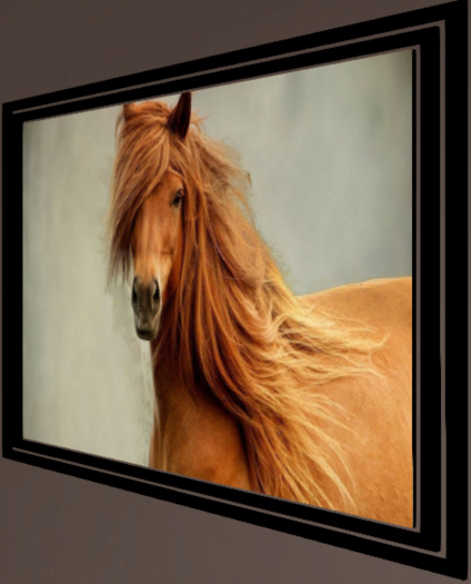 long-haired wild Pony